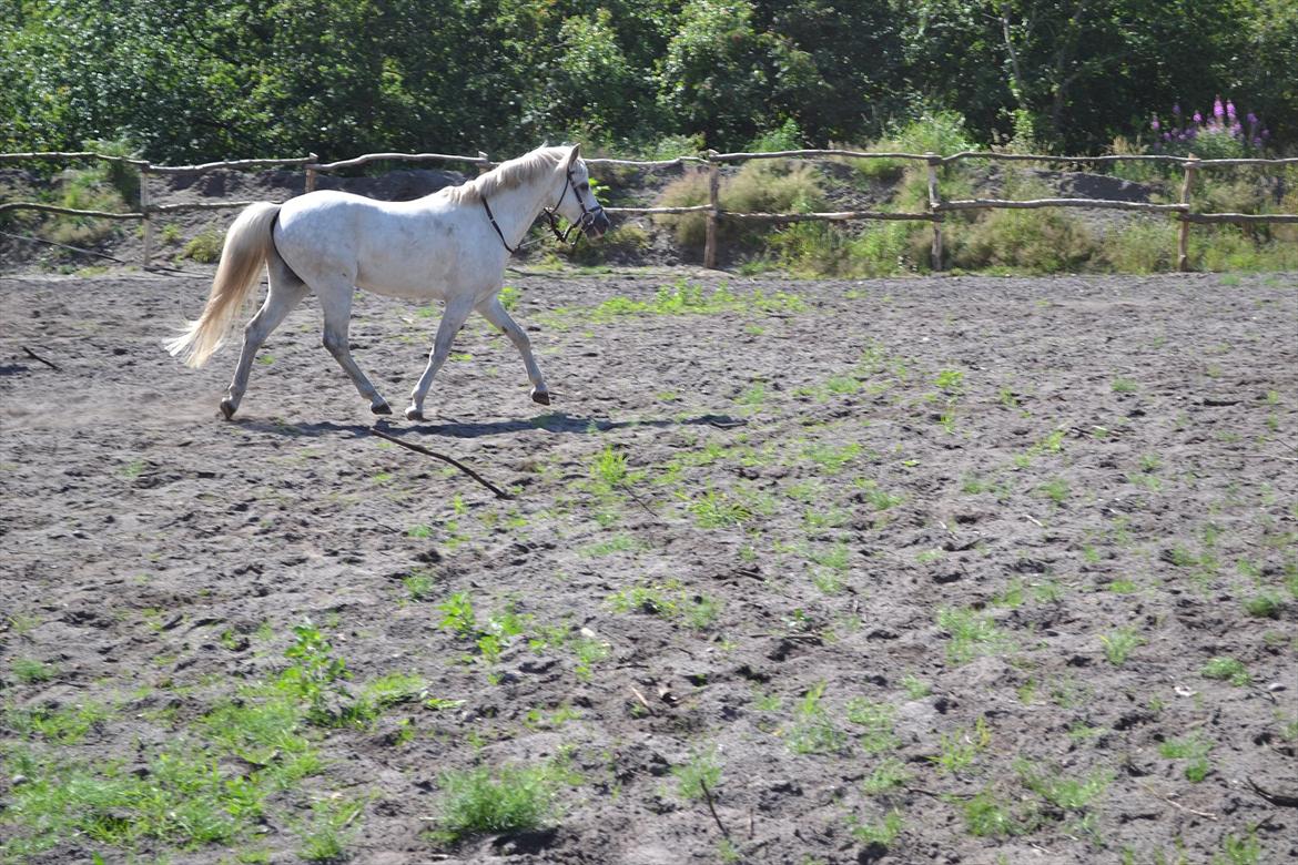 Welsh Pony (sec B) Klintholms Sir Jeff (Bebber) billede 11