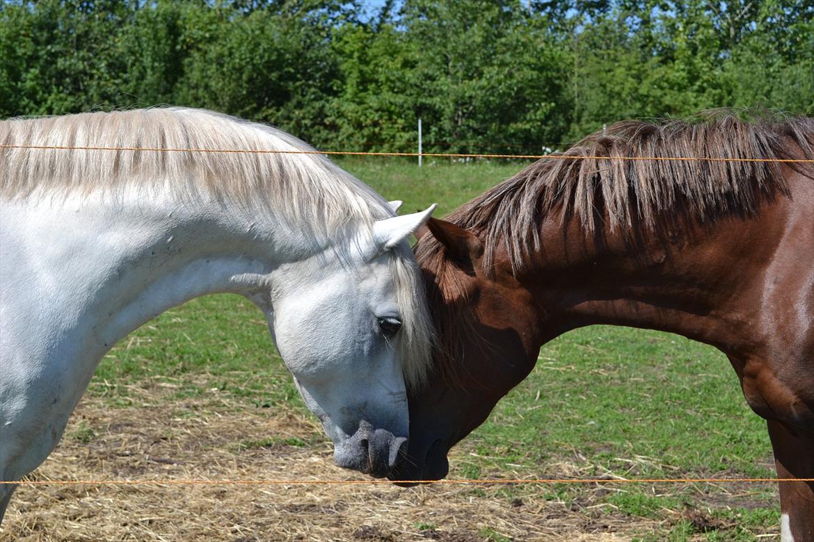 Welsh Pony (sec B) Klintholms Sir Jeff (Bebber) billede 2