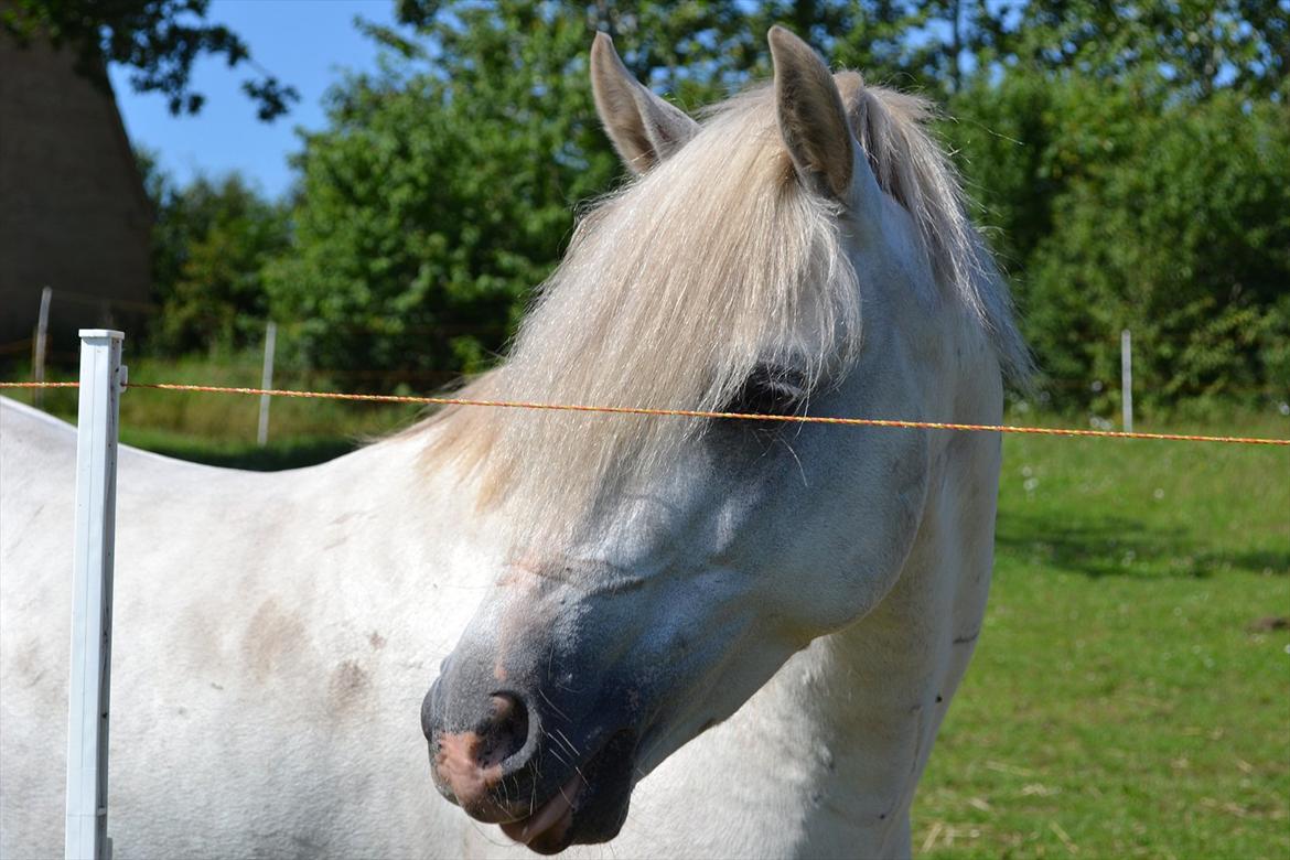 Welsh Pony (sec B) Klintholms Sir Jeff (Bebber) billede 12