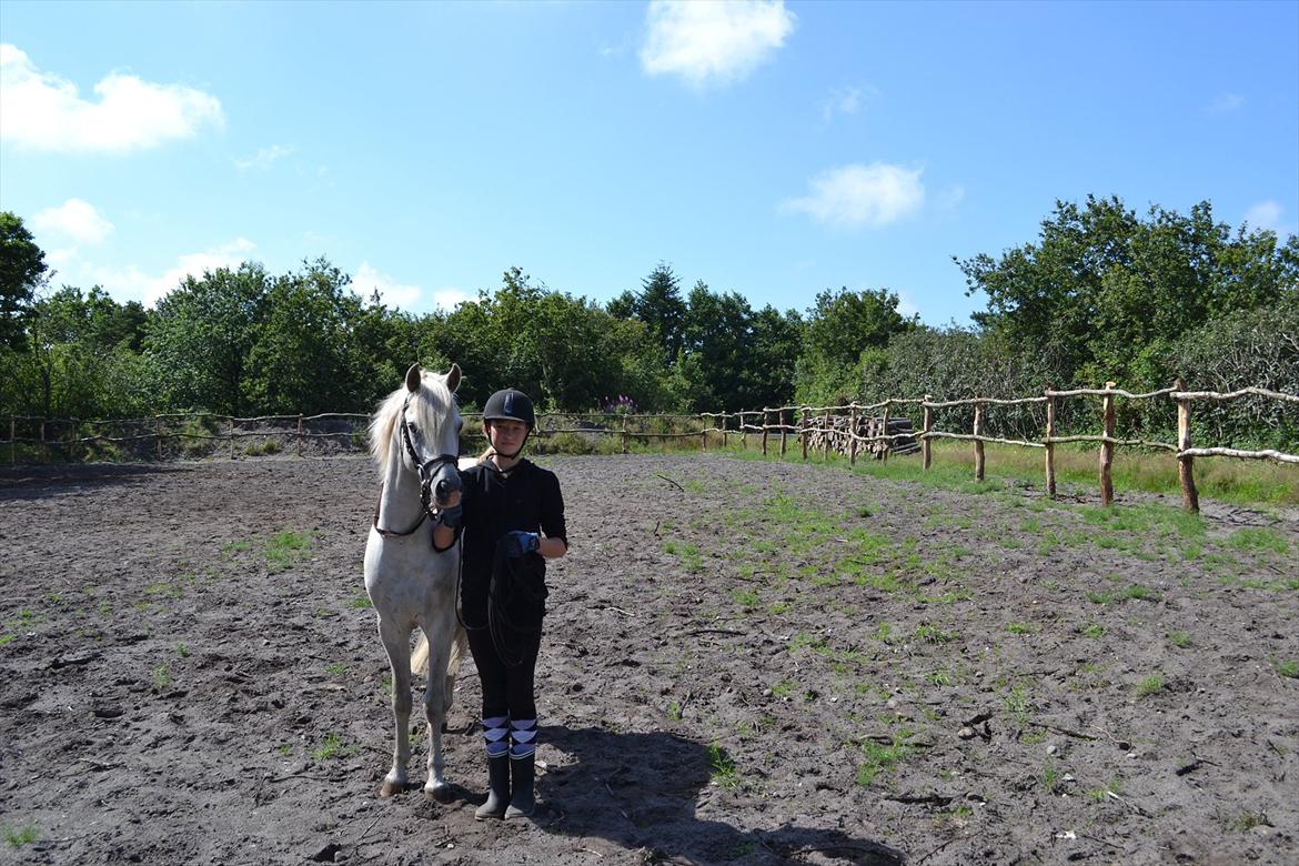 Welsh Pony (sec B) Klintholms Sir Jeff (Bebber) billede 13