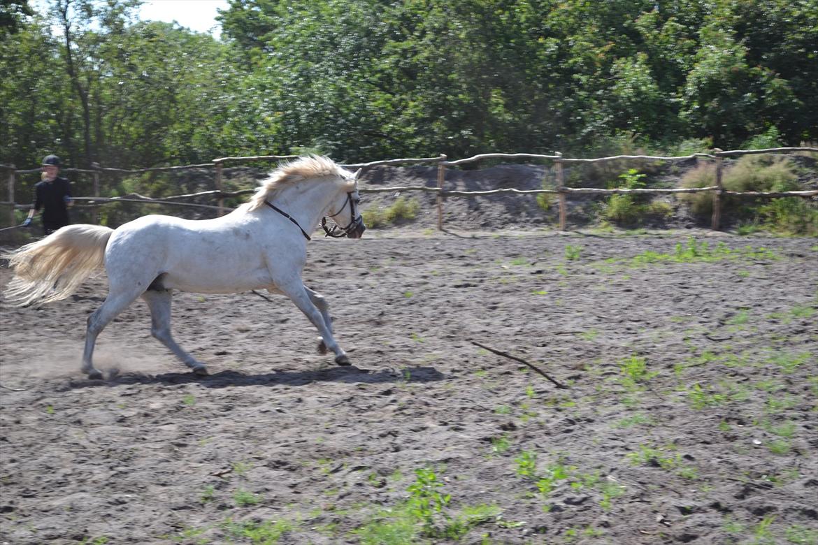 Welsh Pony (sec B) Klintholms Sir Jeff (Bebber) billede 14