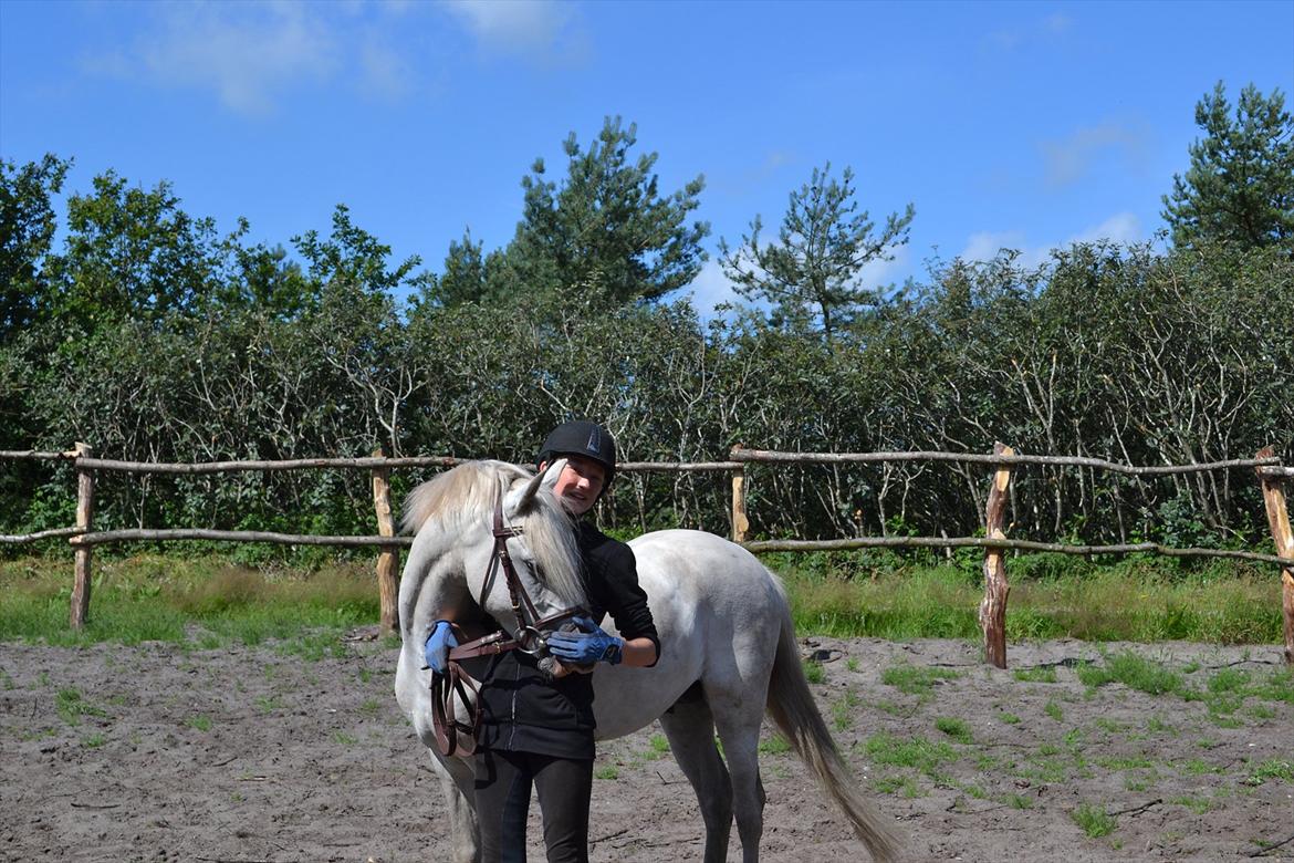 Welsh Pony (sec B) Klintholms Sir Jeff (Bebber) billede 15
