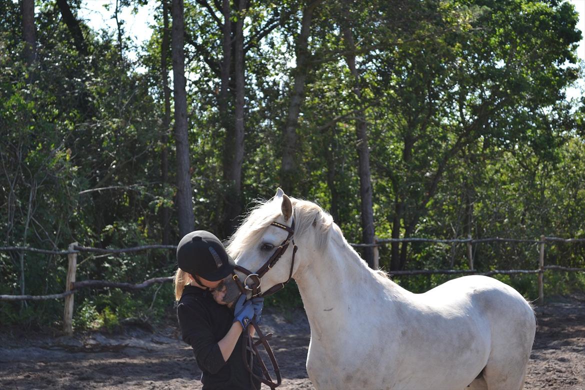 Welsh Pony (sec B) Klintholms Sir Jeff (Bebber) billede 16