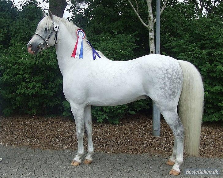 Welsh Pony (sec B) Klintholms Sir Jeff (Bebber) billede 17