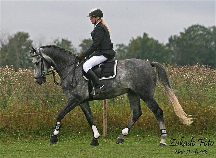 Ungarnsk Varmblod  Enzo billede 18