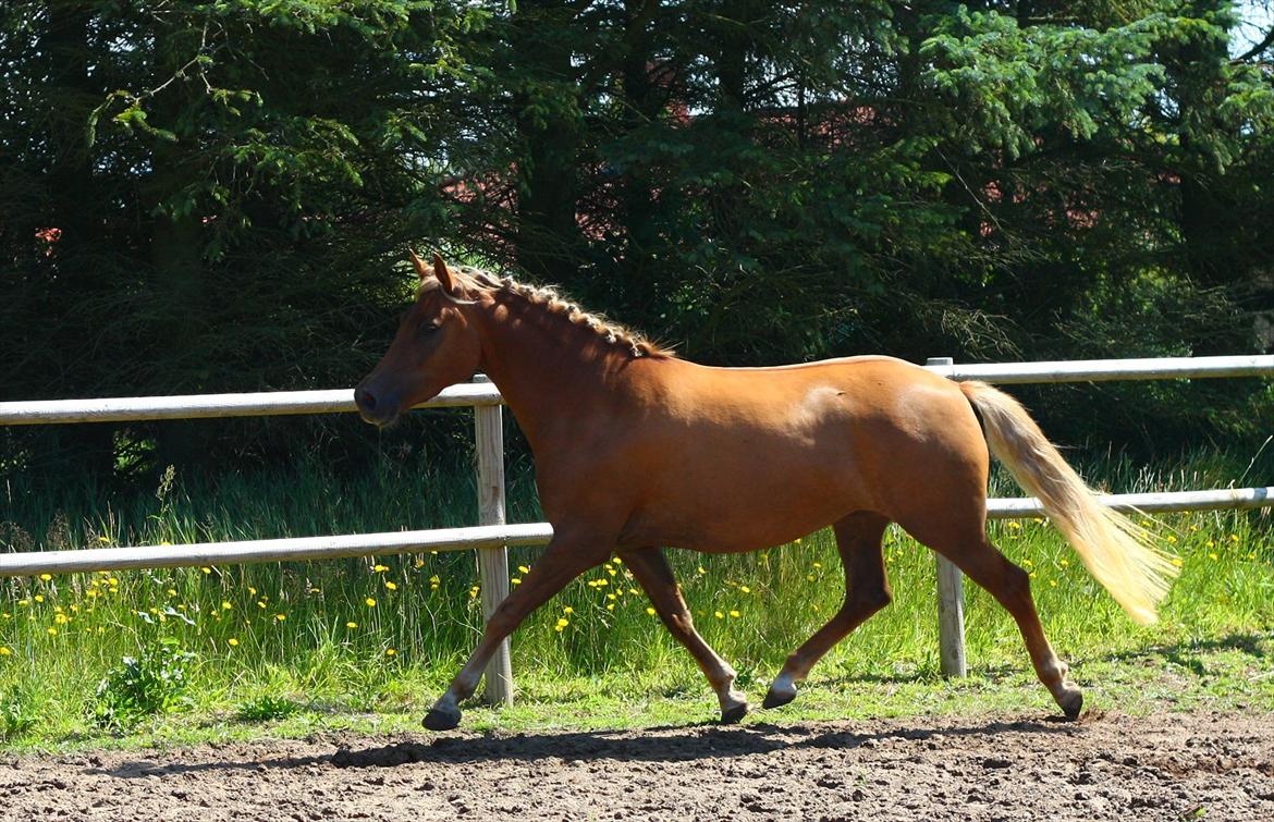 New Forest Calandias Sweet Cherrypie billede 19