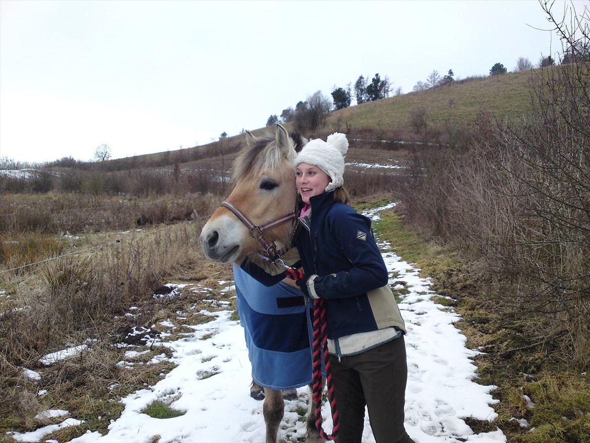 Fjordhest Lady - LadyDyret<3 ;b - 14)  billede 14