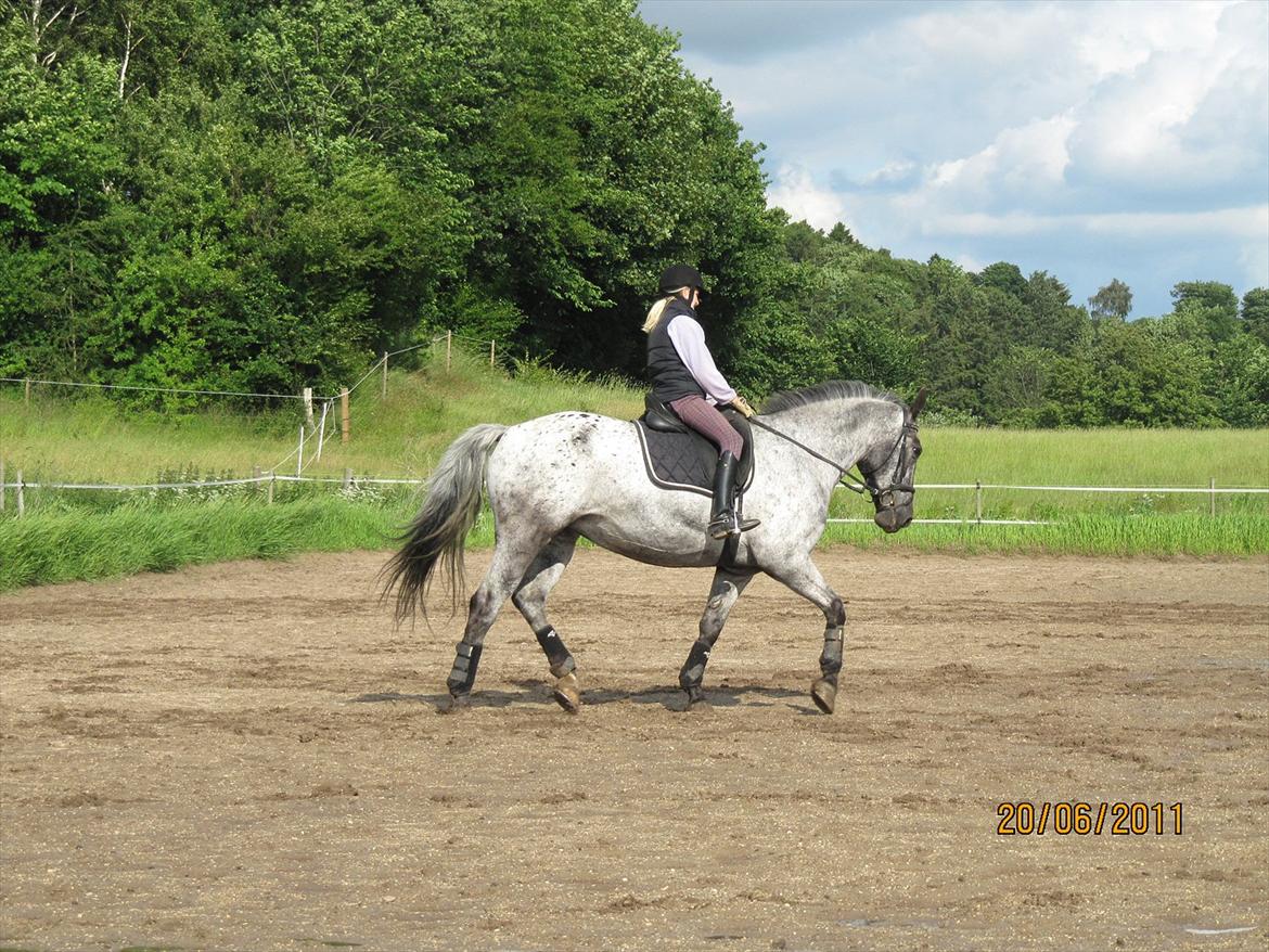 Knabstrupper Sunshine - vi bliver bedre og bedre. nu kan vi gå med højt hoved til biddet :) (men det gør vi ik der) billede 8