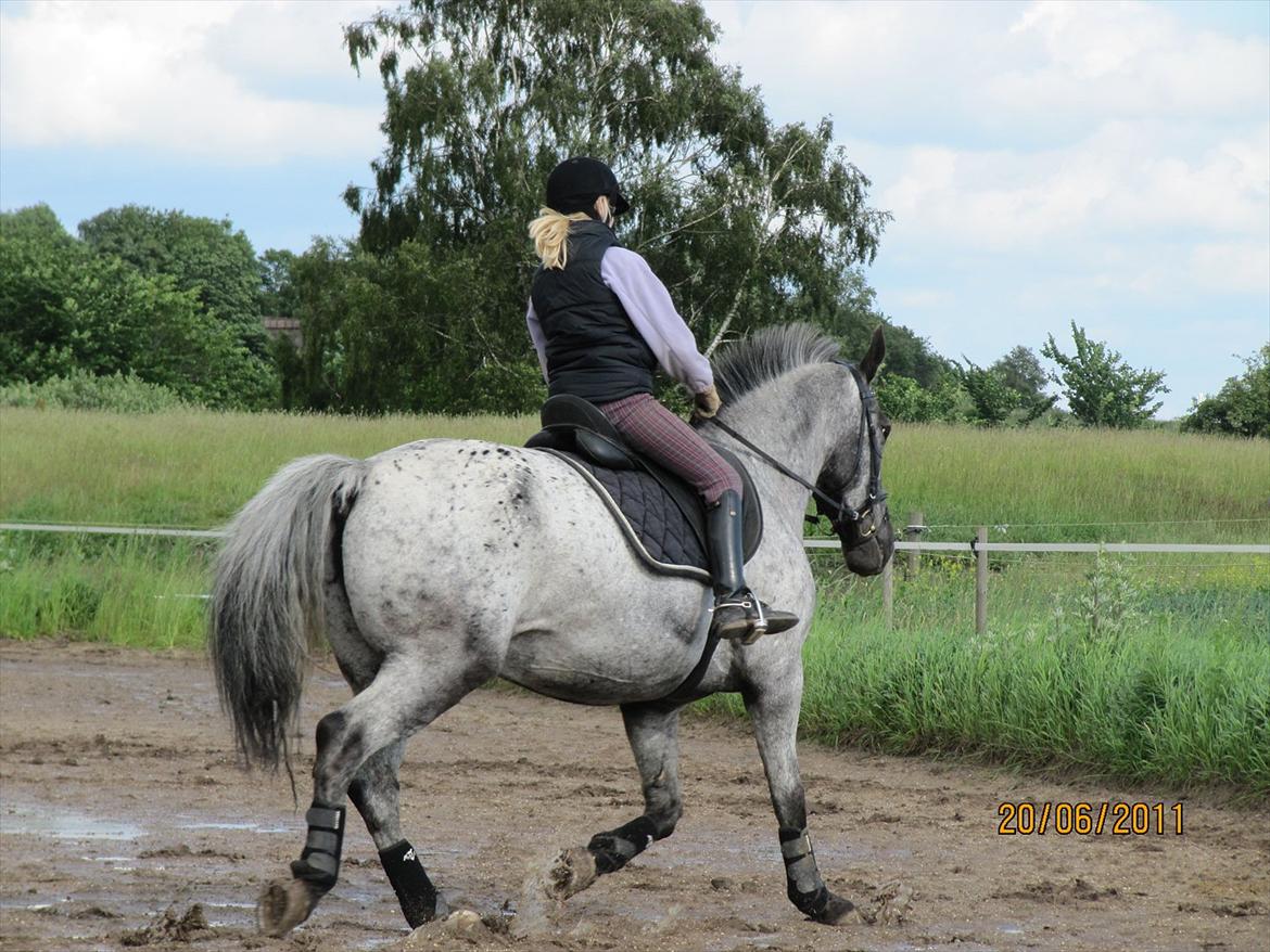 Knabstrupper Sunshine - det ligner lidt hun ik går til biddet der, men det gør hun :) billede 11