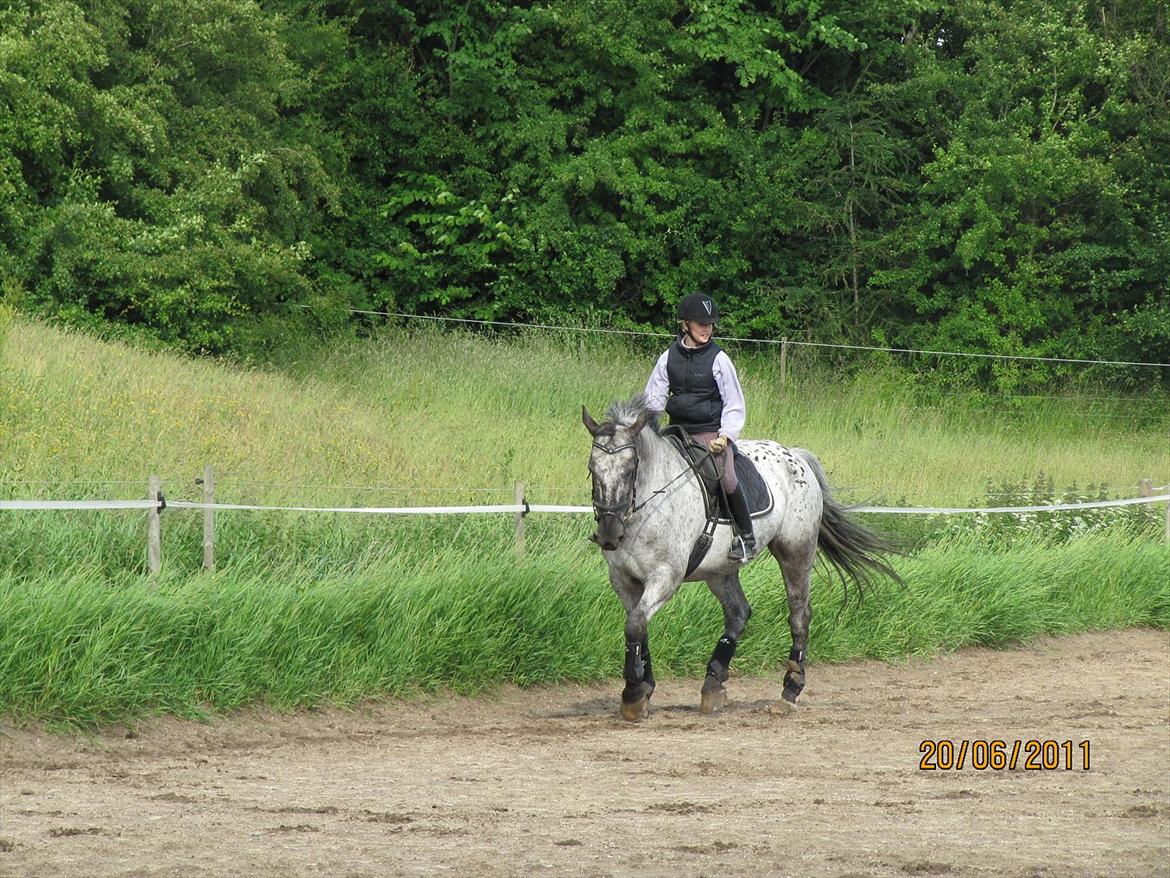 Knabstrupper Sunshine - normalt sidder jeg ikke med hånden ude, jeg skulle bare lige se hva hun sagde til det.
resultatet: INGENTING! hun følte bare håndens bevægelser:... DYGTIGE HEST <3 billede 12