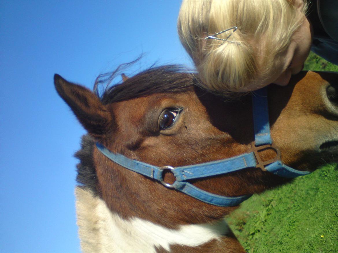 Anden særlig race Skjoni<33 - skjoni jeg savner dig mere end jeg troede muligt! du var og er noget helt specielt! ville give alt for at få dig tilbage! jeg satte så stor pris på at have dig hver dag, hver eneste dag , men jeg vidste jo det ikke kunne vare evigt, den dag du blev afleve billede 20