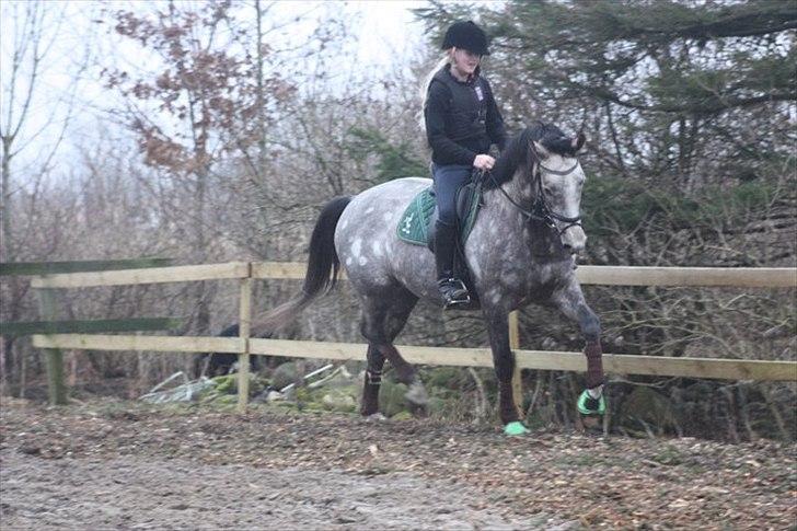 Trakehner Hejduk  - foto: Frederikke Bach billede 6