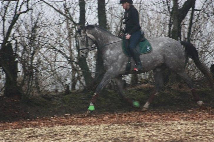 Trakehner Hejduk  - Foto: Frederikke Bach
 billede 16