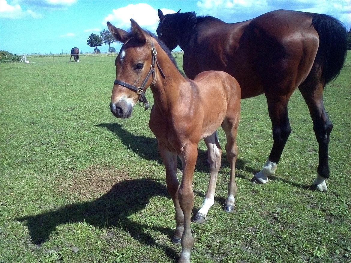 Dansk Varmblod AMMENDRUP NYGÅRD'S CALISTO billede 3