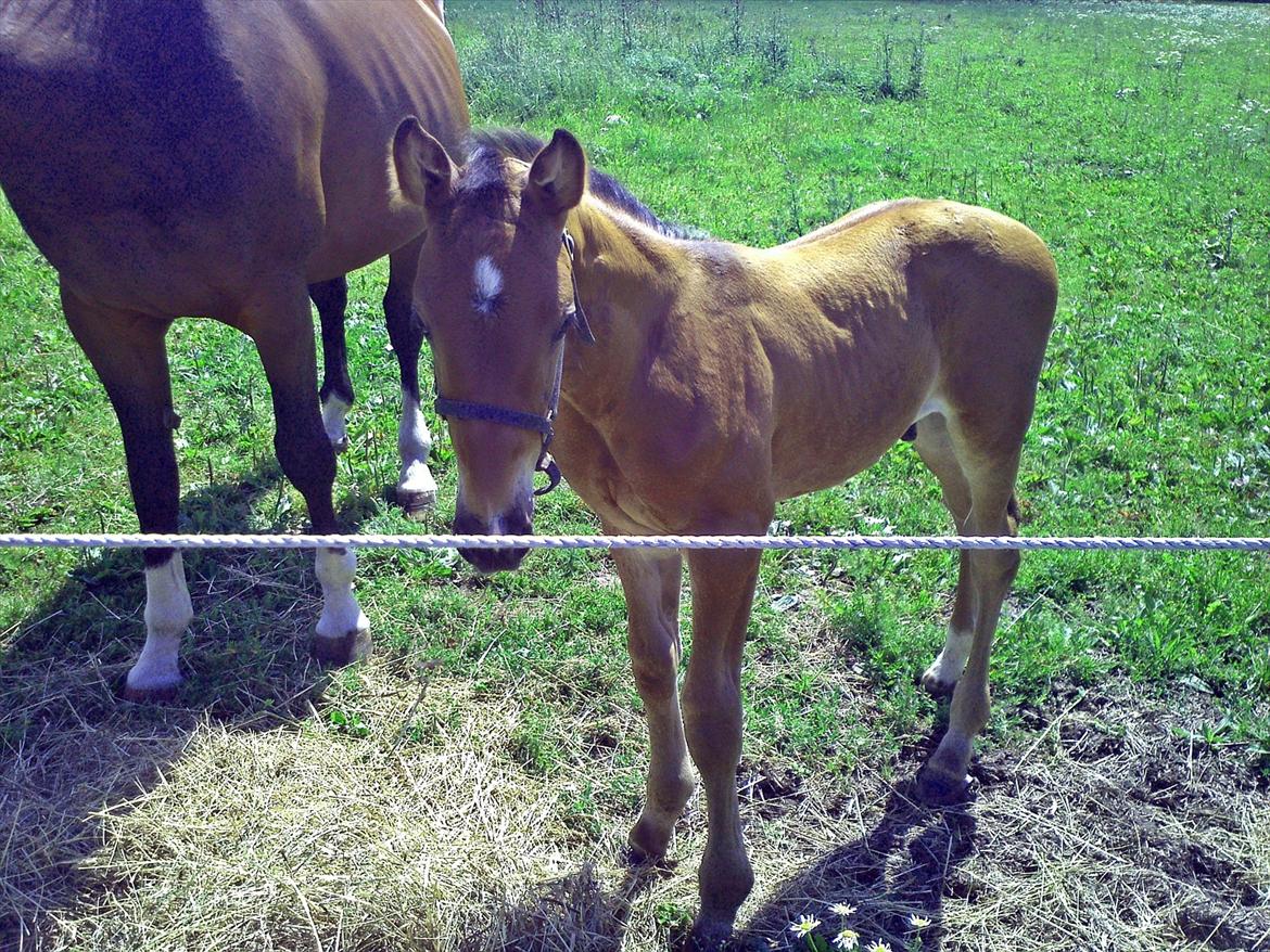 Dansk Varmblod AMMENDRUP NYGÅRD'S CALISTO billede 4