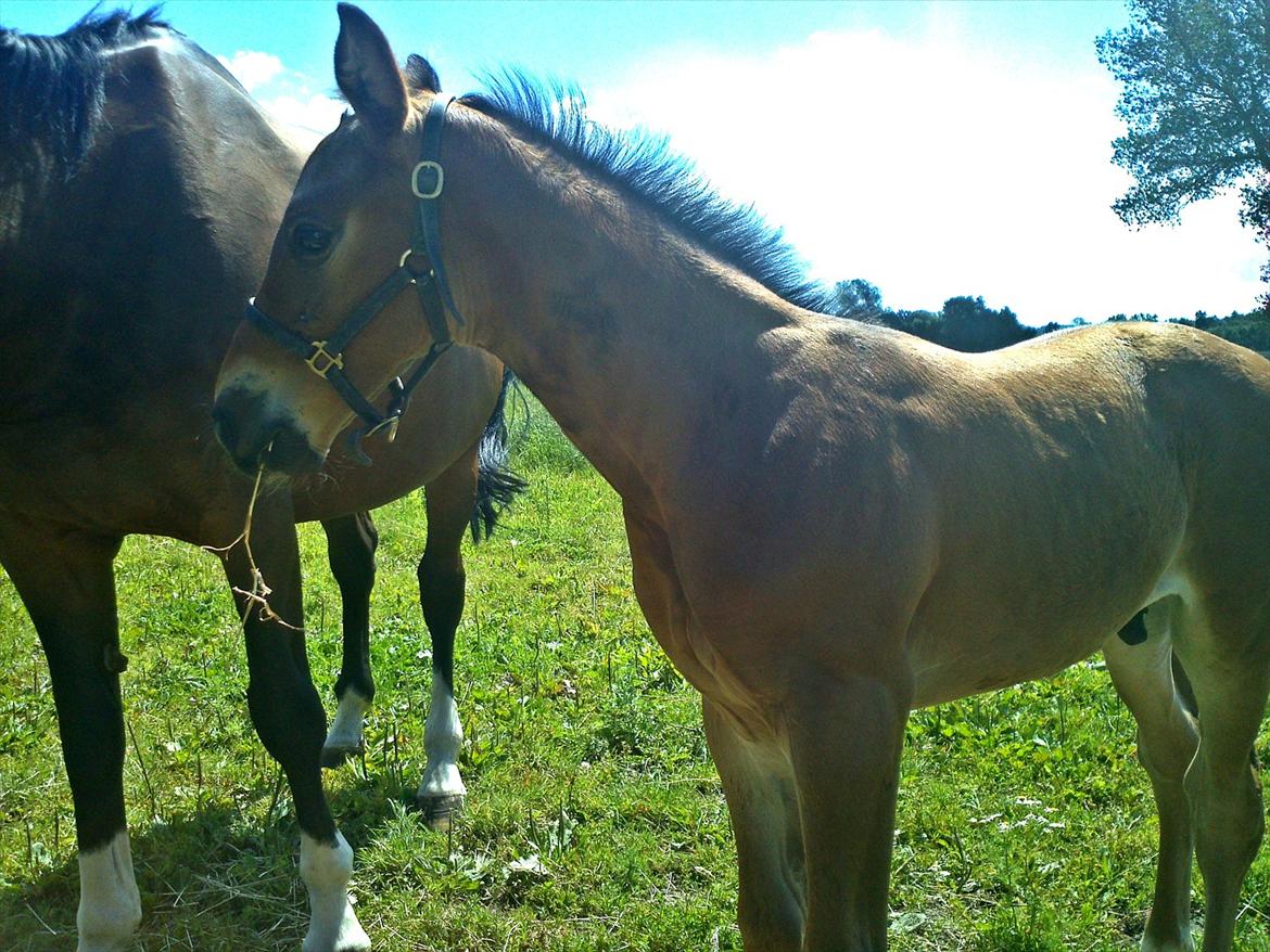 Dansk Varmblod AMMENDRUP NYGÅRD'S CALISTO billede 6