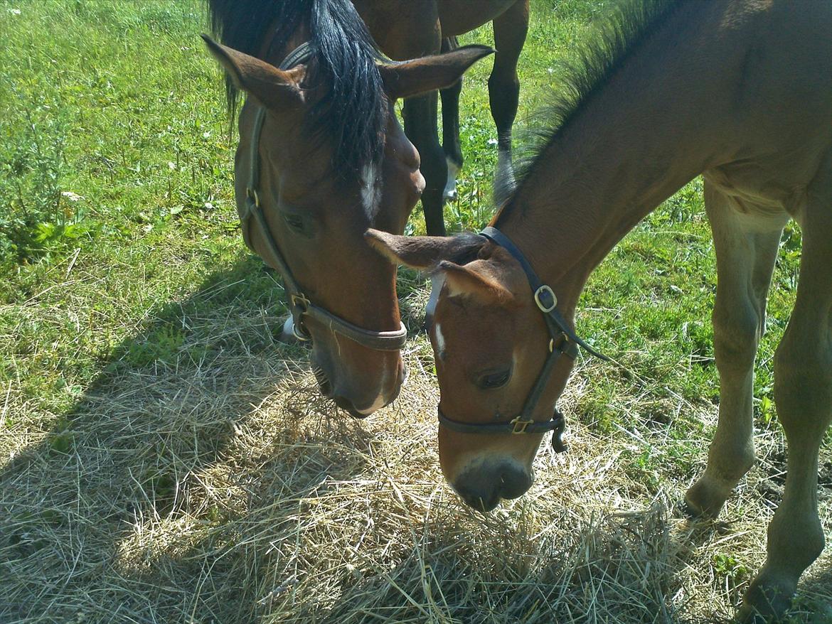 Dansk Varmblod AMMENDRUP NYGÅRD'S CALISTO billede 8