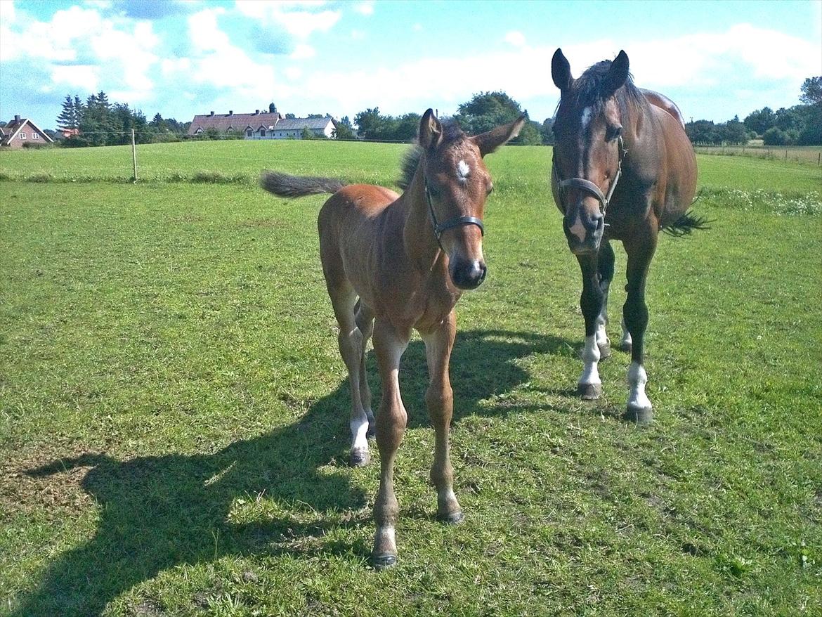 Dansk Varmblod AMMENDRUP NYGÅRD'S CALISTO billede 9