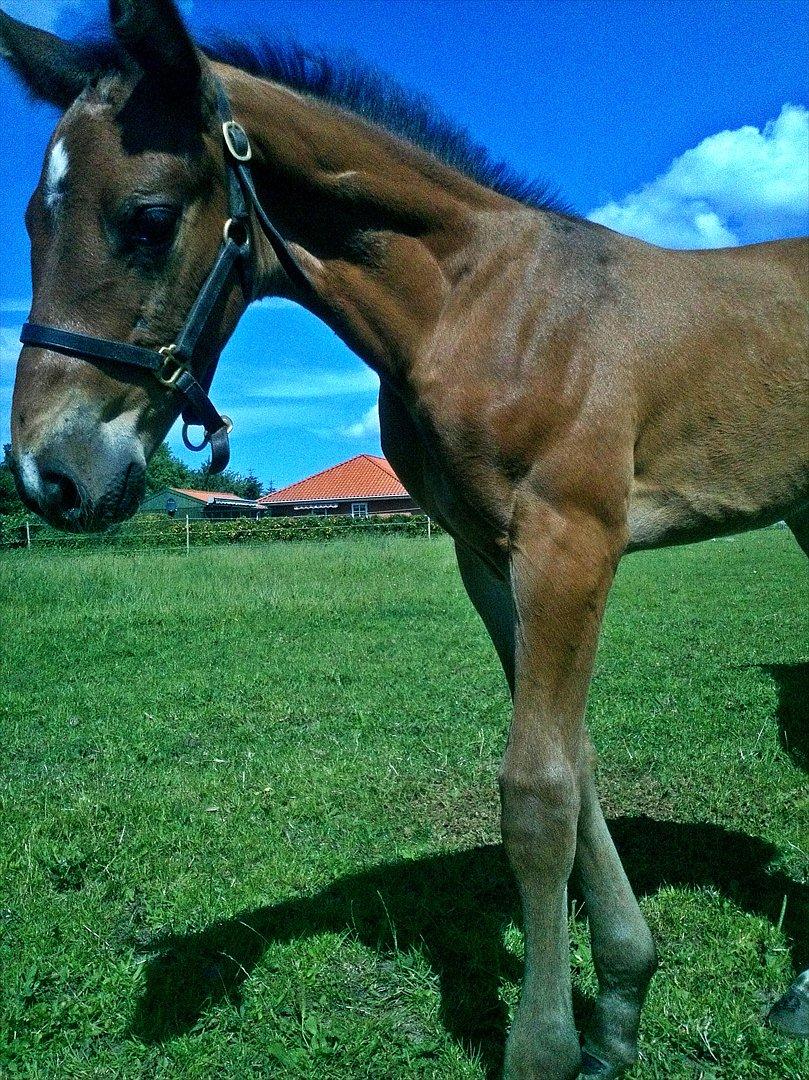 Dansk Varmblod AMMENDRUP NYGÅRD'S CALISTO billede 10