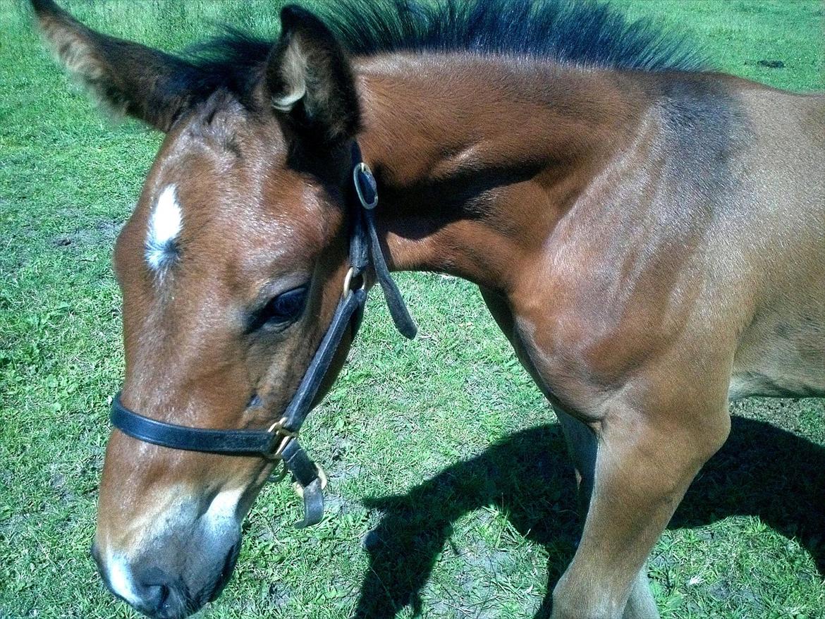 Dansk Varmblod AMMENDRUP NYGÅRD'S CALISTO billede 11