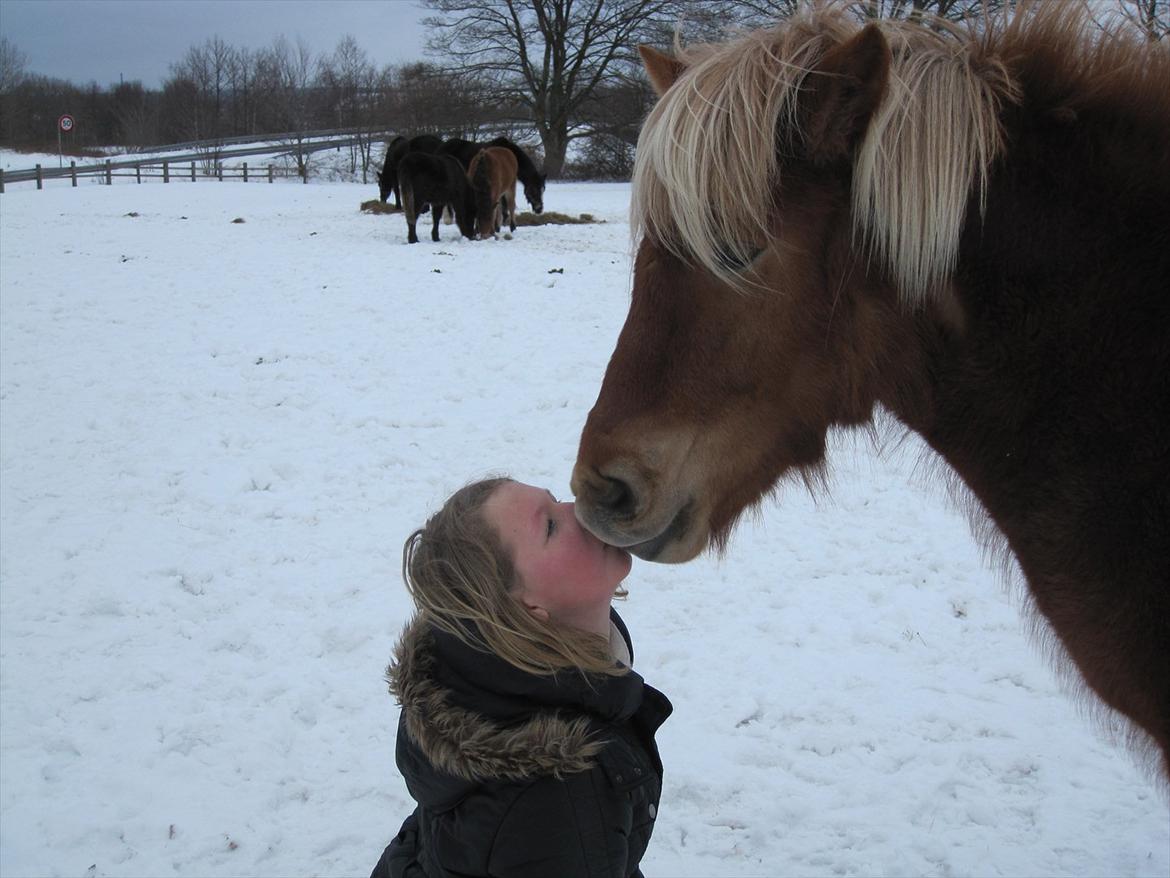 Islænder Fjóla fra freersvang  billede 19