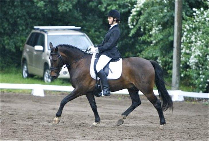 DSP Græsmarkens Major B-pony - foto Sanne Svendsen billede 13