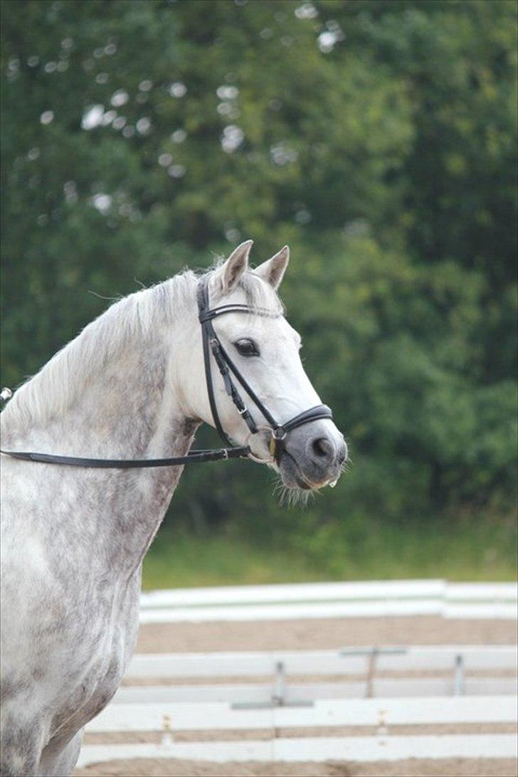 Welsh Pony (sec B) Bjerregårds Hamos billede 10