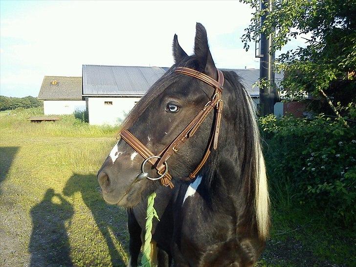 Irish Cob Sir Kalahan ( KALLE ) - Kalle med sin nye trense
 billede 12
