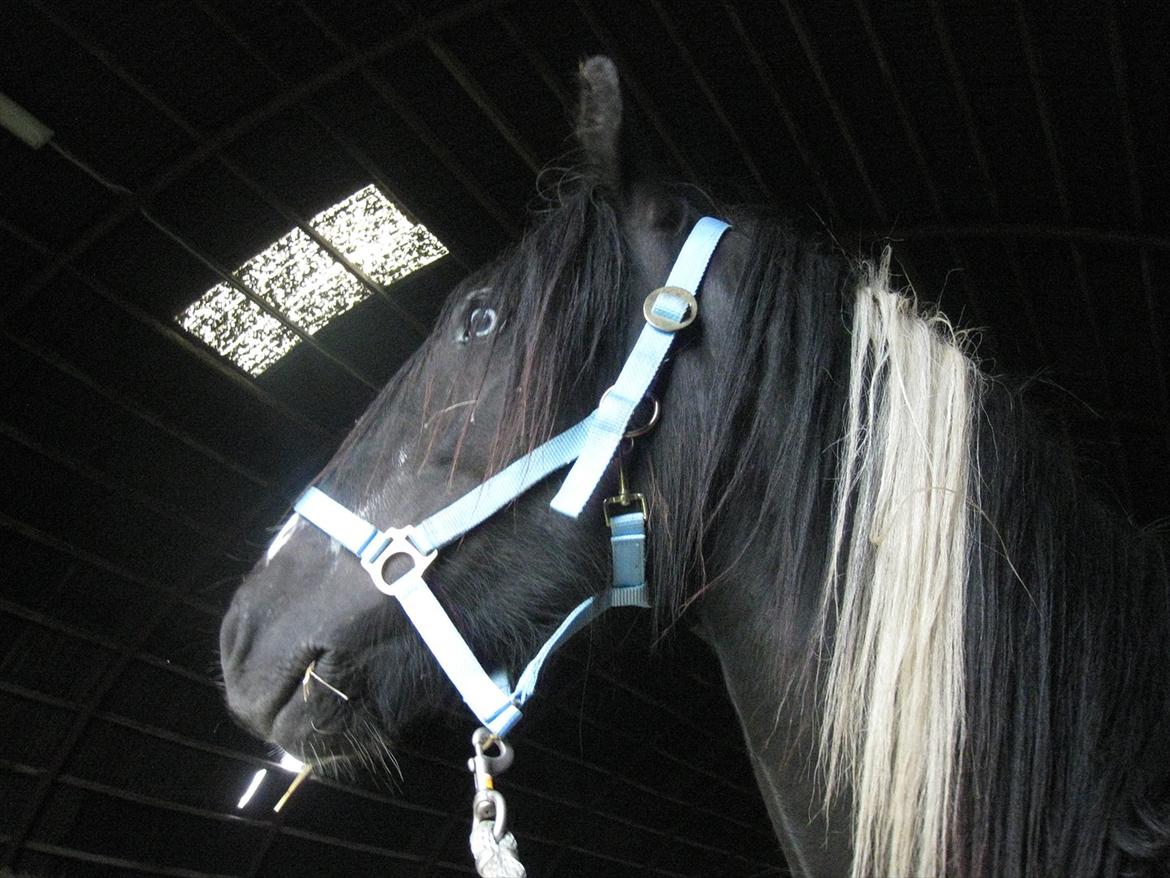 Irish Cob Sir Kalahan ( KALLE ) - En af de første dage :) billede 13