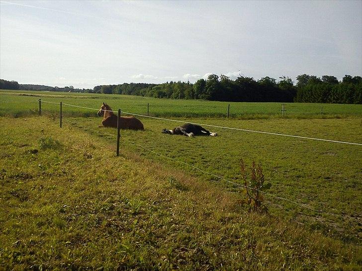 Irish Cob Sir Kalahan ( KALLE ) - SOVETRYNER :)  billede 14