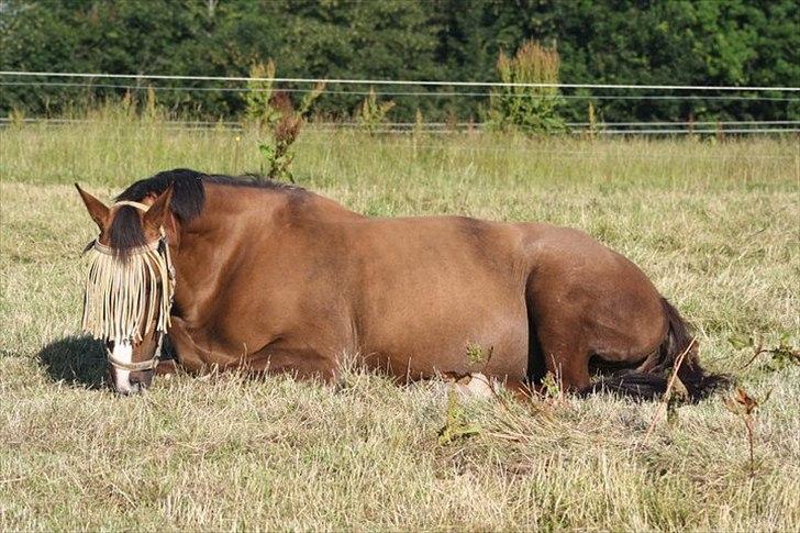 Anden særlig race Chantall [R.I.P] billede 16