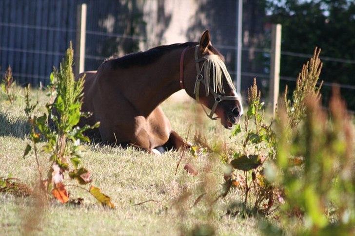 Anden særlig race Chantall [R.I.P] billede 17