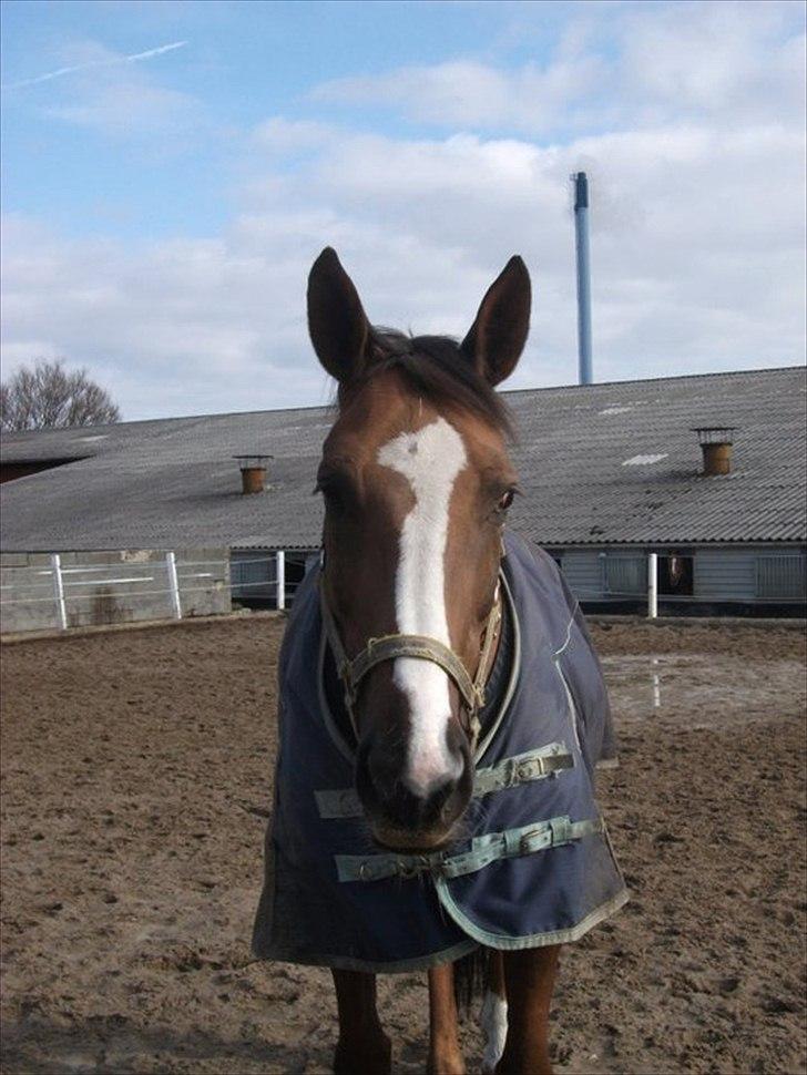 Anden særlig race Chantall [R.I.P] billede 19