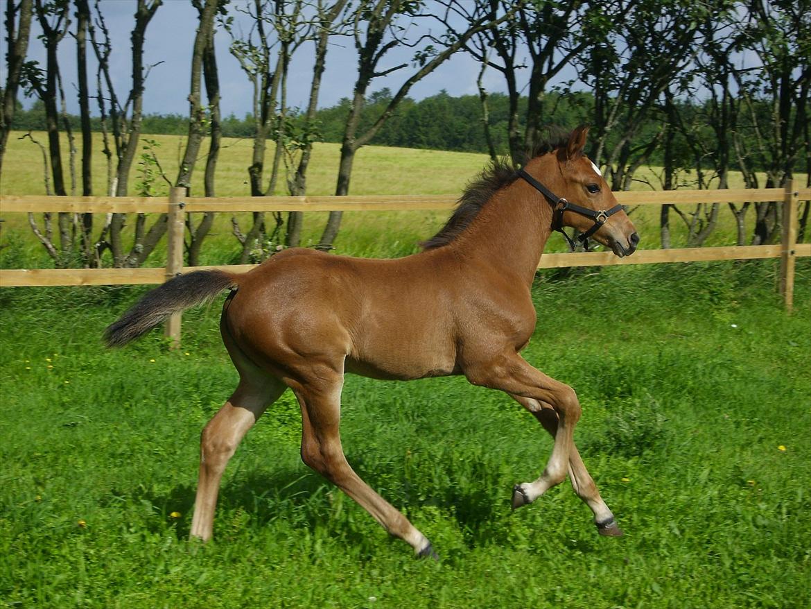 Dansk Varmblod Castana L billede 15