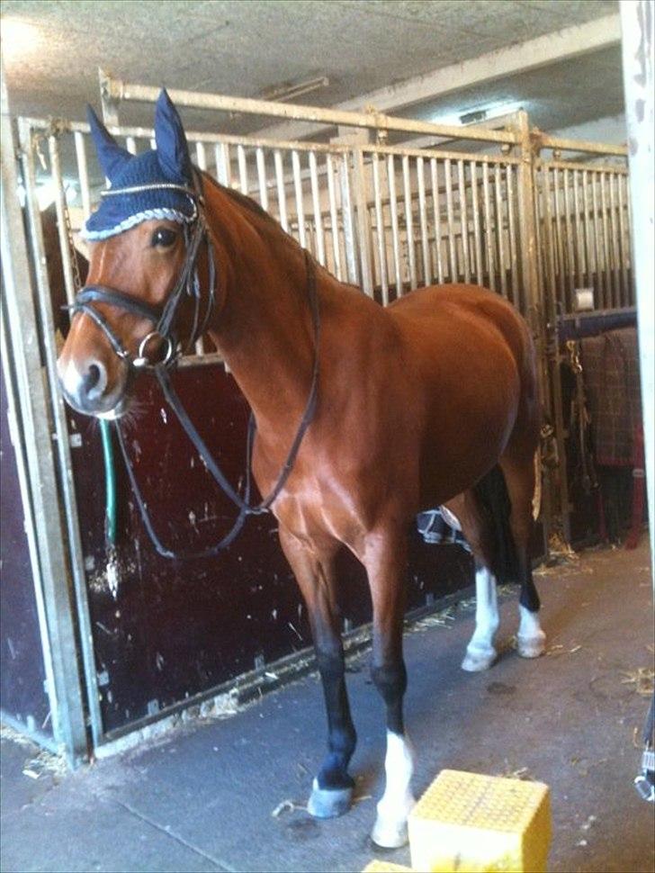 Hollandsk Sportspony Kira billede 3