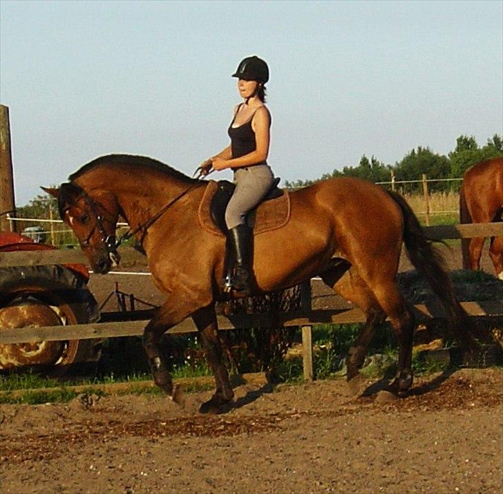 Dansk Varmblod Chanel Bratbjerg  billede 18