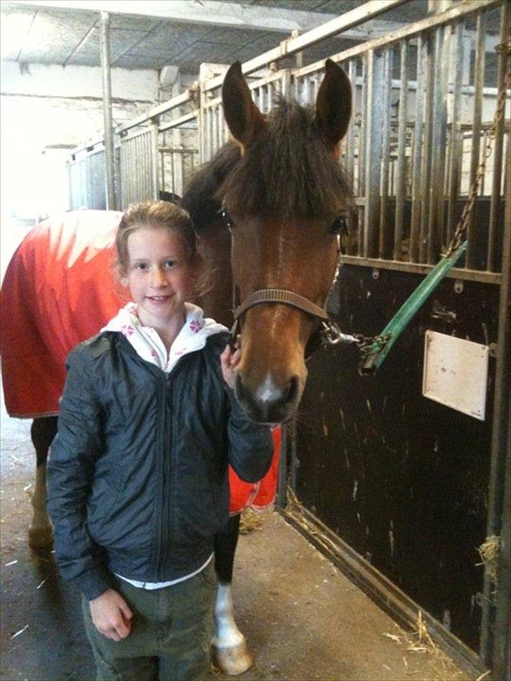 Hollandsk Sportspony Kira billede 4