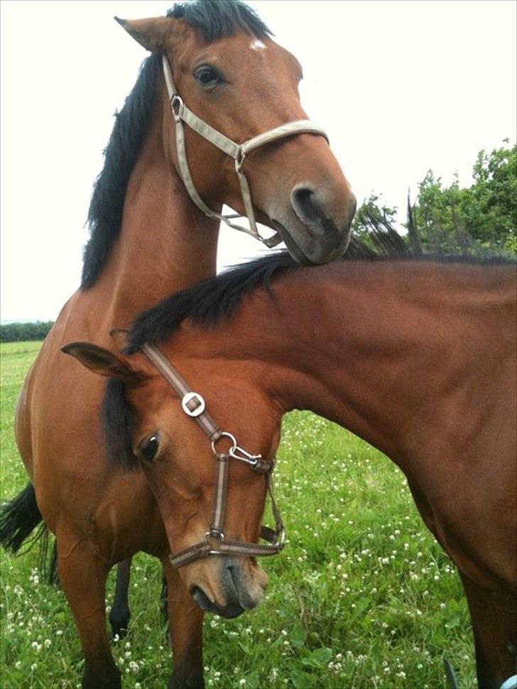 Hollandsk Sportspony Kira billede 5