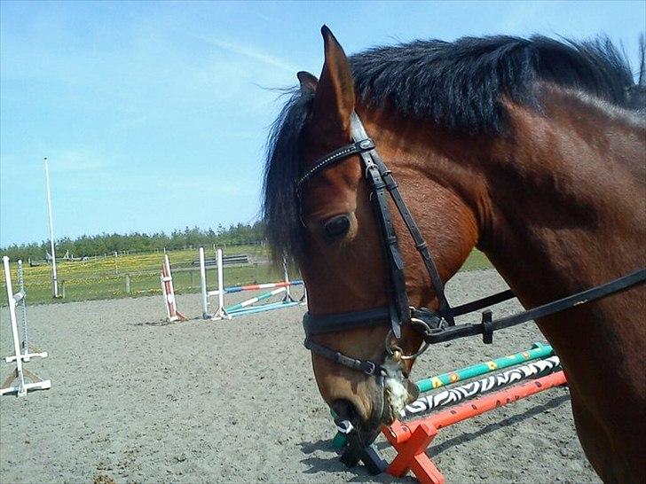 Hollandsk Sportspony Kira billede 6