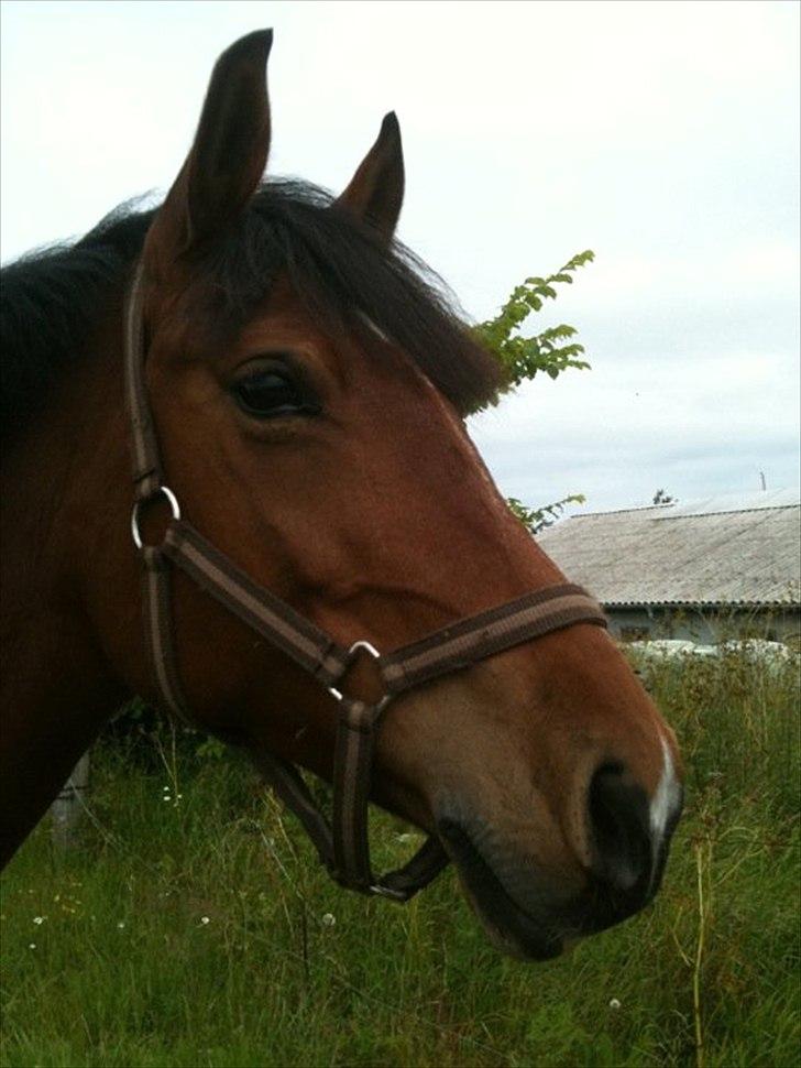 Hollandsk Sportspony Kira billede 7