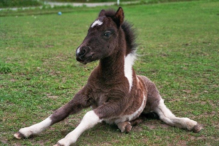 Shetlænder Celine billede 15