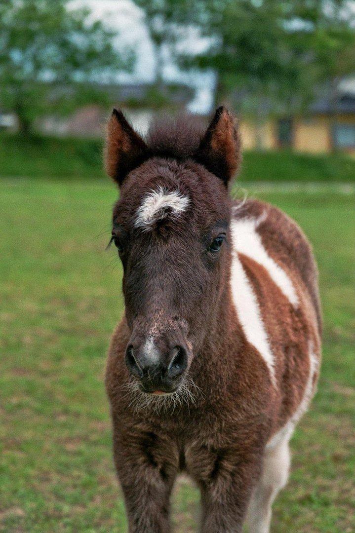 Shetlænder Celine billede 17