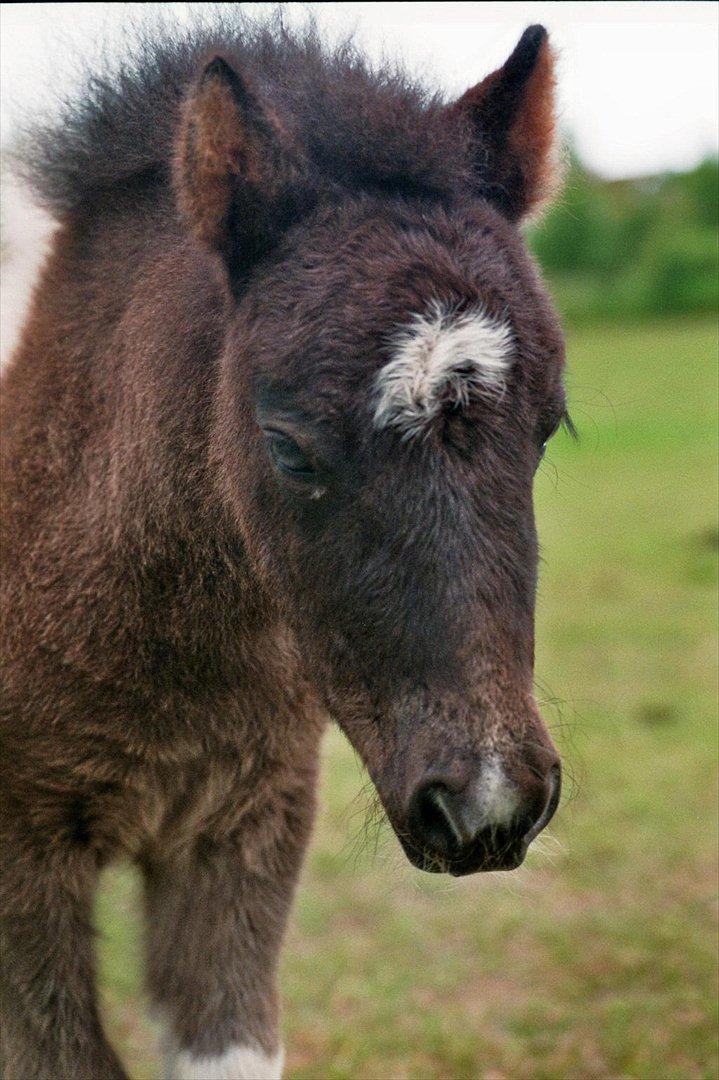 Shetlænder Celine billede 16