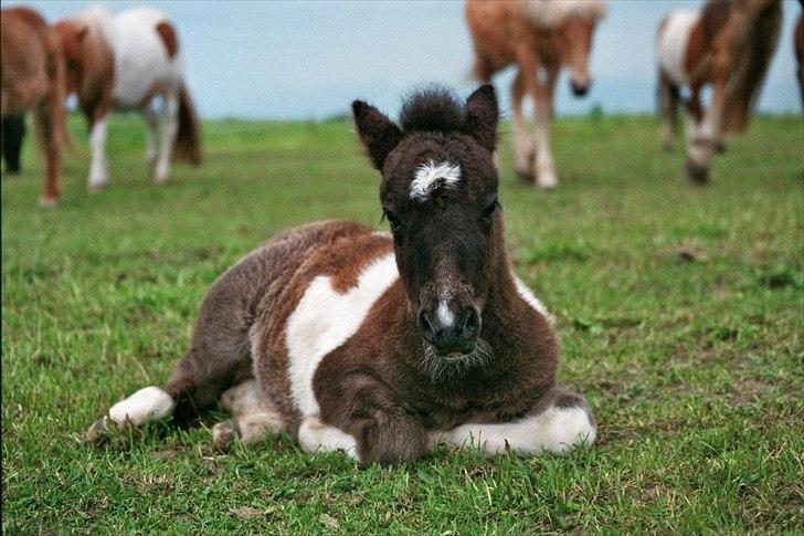 Shetlænder Celine billede 14