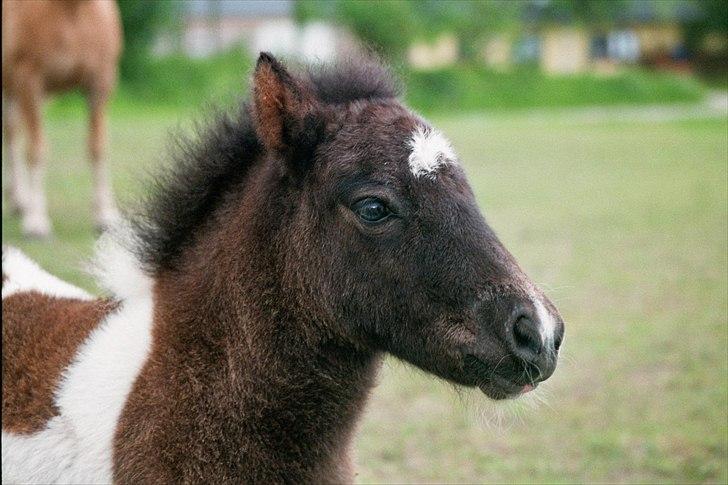 Shetlænder Celine billede 8