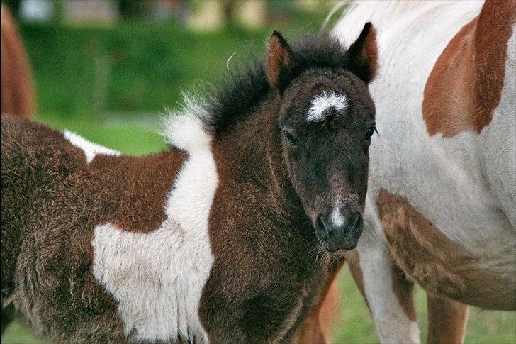 Shetlænder Celine billede 12