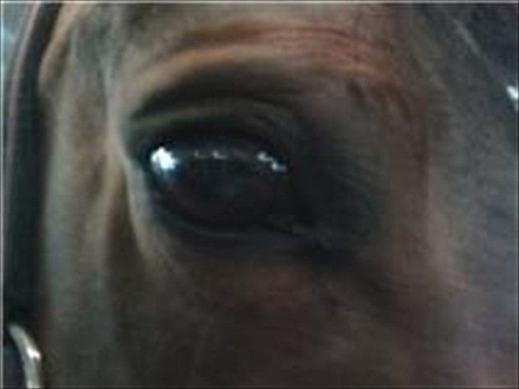 New Forest Nyskovens Antares - Det er mit øje...
Foto:Caro billede 4