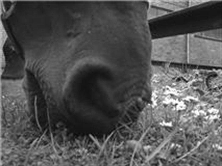 New Forest Nyskovens Antares - Her spiser jeg græs... Namm:-)
Foto:Caro billede 5