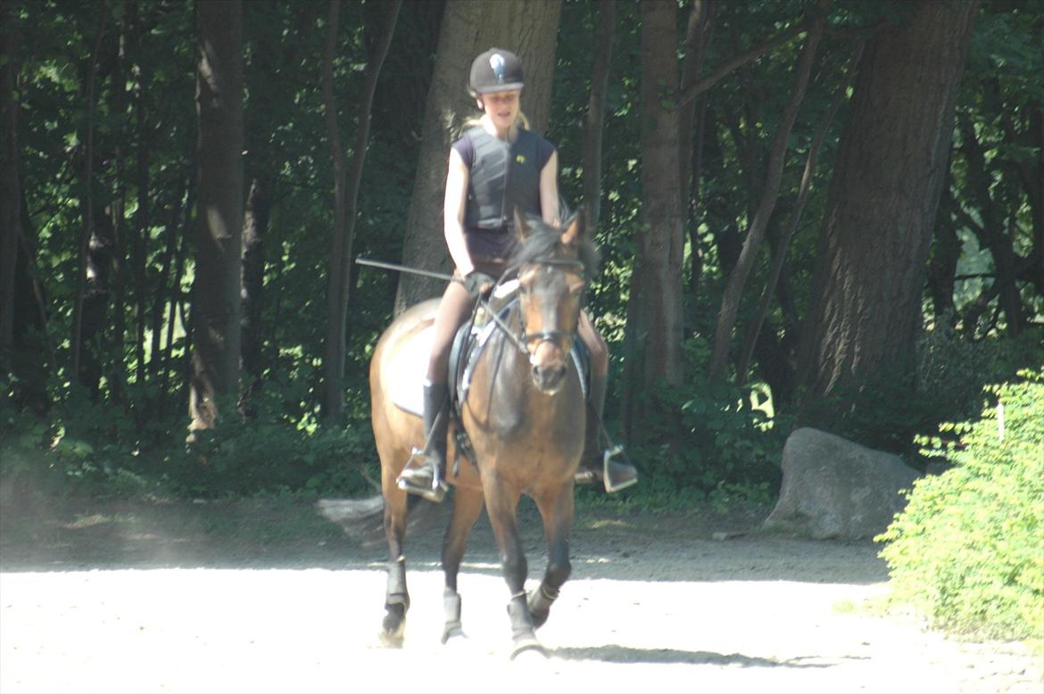 New Forest Nyskovens Antares - Også en af de første gange;-)
Foto: Mor billede 12