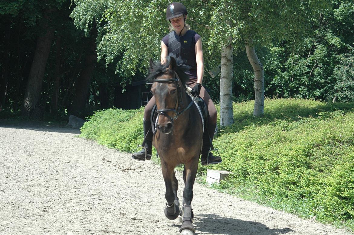 New Forest Nyskovens Antares - Mor tager mange billeder... billede 13